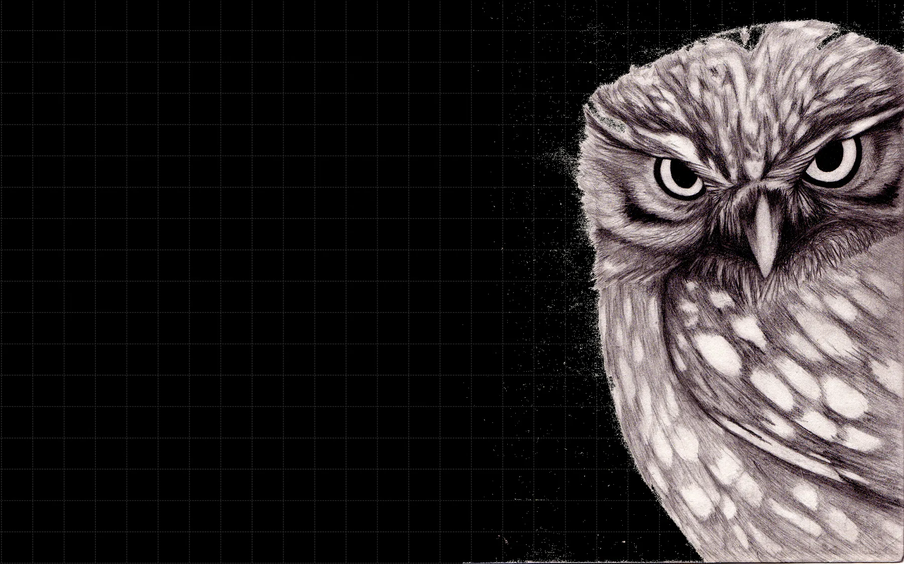Owl pencil illustration by Nathan Wardle