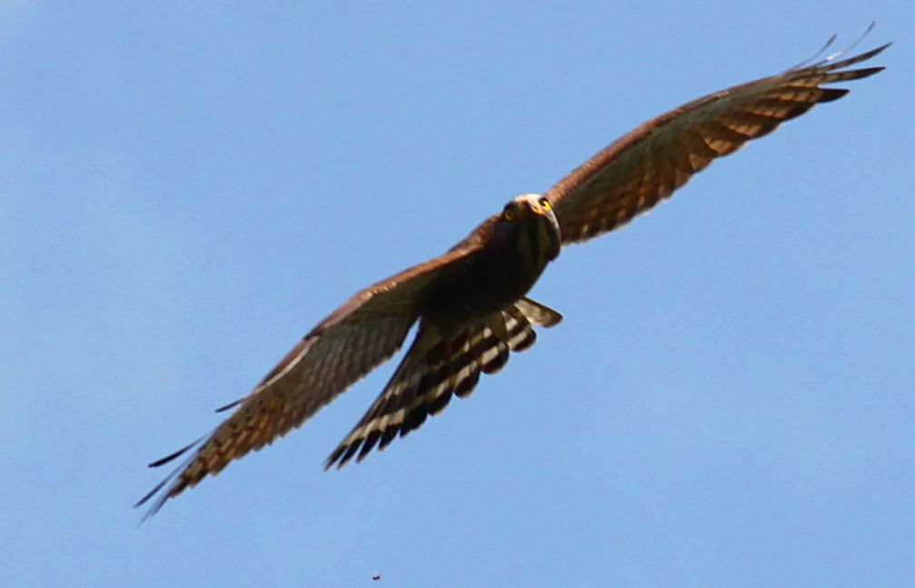 Buzzard wireframe to photorealistic digital art
